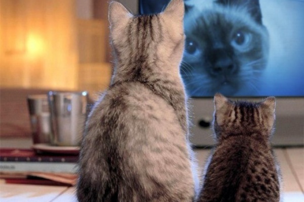 うみブログ シャム猫