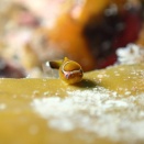 3月2日　今日もダンゴウオ見れています(*^^)v