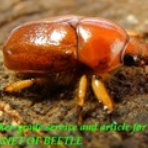 ブリーディングブログ