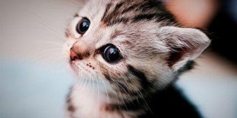 猫を飼うことになりワクチンを打つまで他の猫と接触させないようにしてるのに、母が病気持ちの猫をしきりに近づけてくる