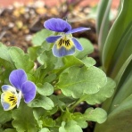 薔薇の香りに誘われて