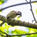 2026年5月10日の野鳥公園