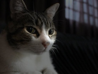 冷蔵庫の下の取り外しできる部分を外すなヽ(`Д´)ノ 猫器用すぎるぜ・・・【再】