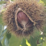ひびきあふ