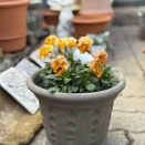 育種家さんのビオラがウィッチフォードに出逢ったら！