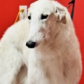 ボルゾイ子犬ちゃんシャンプー