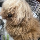 本日のレスキューは16匹、