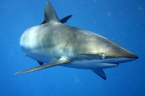 オナガザメ クロトガリザメも ワシントン条約規制追加提案 サメ シャチ好き集まれ情報局