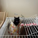 猫を見る時、猫もまた見ている