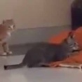 【子ネコ】 僧侶がお祈りをしていた。このこのぉ！ていてい！ → 子猫たちは自由です…