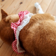 EF50mmF2.5コンパクトマクロ