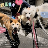 『サモエドより発光するひと♪』の画像