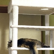 【猫写真】マロちゃんは隠れるのが好き