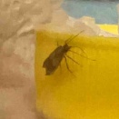 ノシメマダラメイガのふーちゃん（2026/02/06）