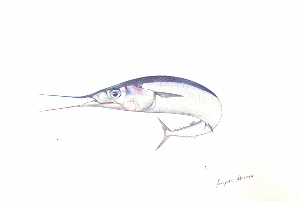 ４色ボールペンde魚の絵 By T Murata びっくり魚