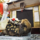 1月15日のグルーミングフォト