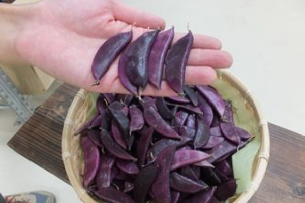 紫のスナックエンドウ んんんん ではない た ね や の は な し