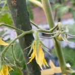 北海道平取町の農家奮闘記