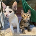 募集猫たち