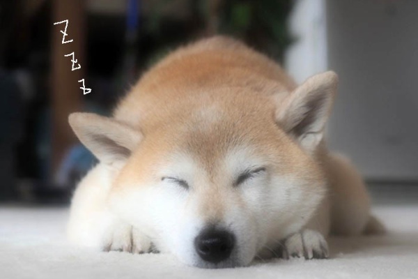 湘南凸凹柴wan日記 眠い Powered By ライブドアブログ 湘南凸凹柴wan日記 眠い Powered By ライブドアブログ