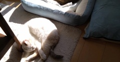 実物のﾈｺﾁｬﾝたちセカンド304