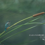 かんばんやの四季彩翡翠