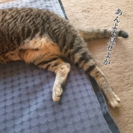べんぴべんぴべんぴ！と、大人っぽい貝つくりました。