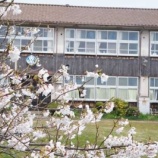 『さっちゃん桜』の画像