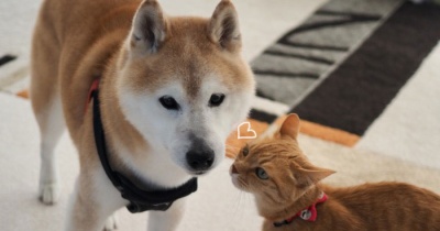 柴犬貫太兄さんが好きな茶トラまる子の動画