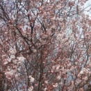 260330月曜日　ホンダN_BOXタイヤ組換に、畑散歩階段、夕方F600、宮川一分咲き