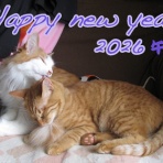 しいたどる.のコウラノウラ