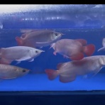 アジアアロワナ専門店《神龍》