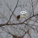 カワラヒワにからかわれた