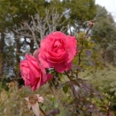 横浜イングリッシュガーデン　冬のバラ、薔薇の紅葉