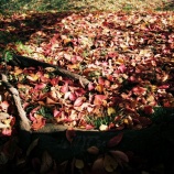 『紅葉狩りｽﾎﾟｯﾄ🍂『2025.11 岡山後楽園❷』岡山市北区後楽園』の画像