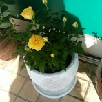 *Ein ird'scher Glanz,ein lieblich Licht*