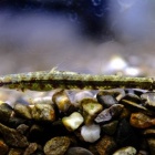 『10月26日(木)熱帯魚入荷情報✨』の画像