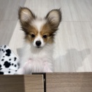 【通常ブログ】パピヨン