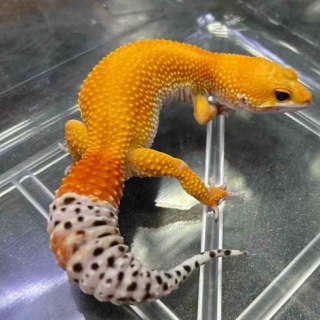 爬虫類倶楽部大宮店公式ブログ