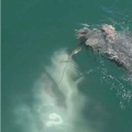人類｢メガロドンは絶滅した！(決定的な根拠なし、深海ほぼ未探索、シーラカンスは生きていた)｣←これ
