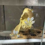 クレステッドゲッコー&ヤモリーズ&トカゲーズ