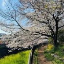 ヤマブ黄色タンポポ