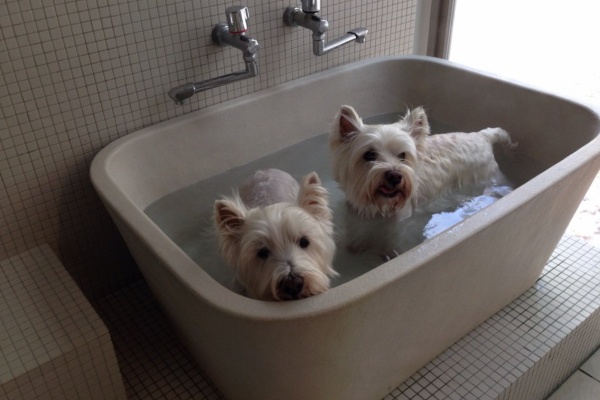 白犬まみれ生活 16年02月