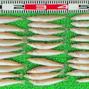 2026年4月19日　釣果