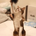 暑くても元気に遊ぶ猫。