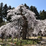 やまあんどびあ
