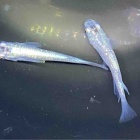 『🐟メダカ入舎情報‼️』の画像