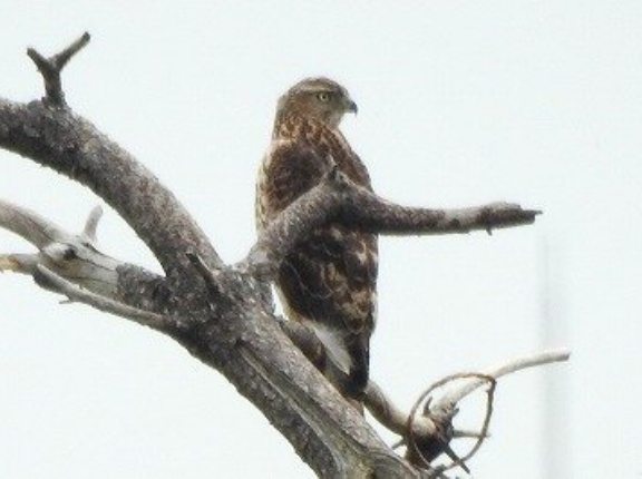 2025年11月2日の野鳥公園
