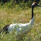 『ロボット嘴を装着したタンチョウヅル』の画像