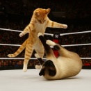 ネコプロレス
